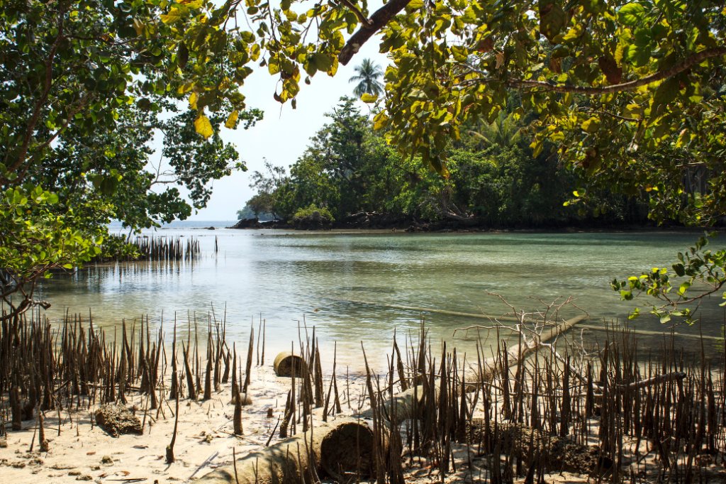 01-Mangroves along the coast.jpg - Mangroves along the coast